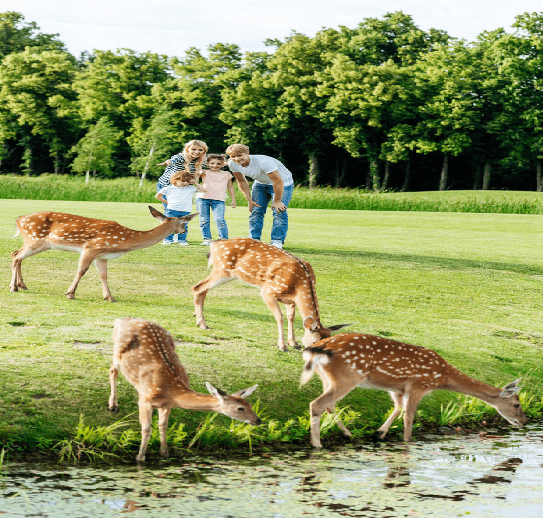 rhodes Deer